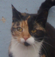 Sacha